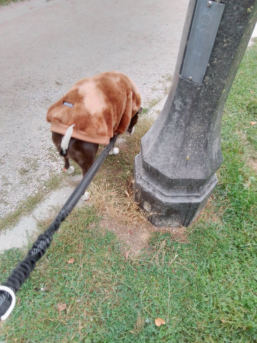 LebrockTony's tweet image. Fri🌅🐕⌛🐾Tweaking While Prowling💙🐾💙🫰💙🐾💙🐾
#tweakernation #prowing 
#pmail #dogphotography #pitipiti #SparkPaws #pitties #doghoodie #dogsniff #dogx
#MadamRiley