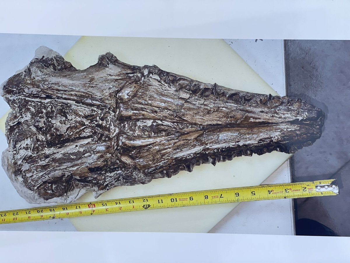 kingfossil's tweet image. #fossilfriday
Here we have just acquired a new mosasaur. We’ll call him Derek for now, but I’ve never seen a skull fossilized like this where the bottom and the top have fossilized together. I’ve seen a lot of mosasaurs, but none like this!