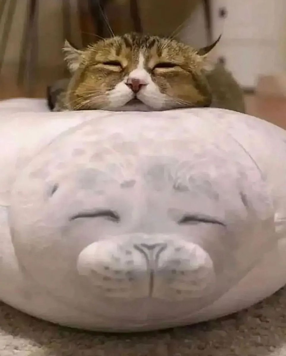 Punch Cat (@punchingcat) on Twitter photo 