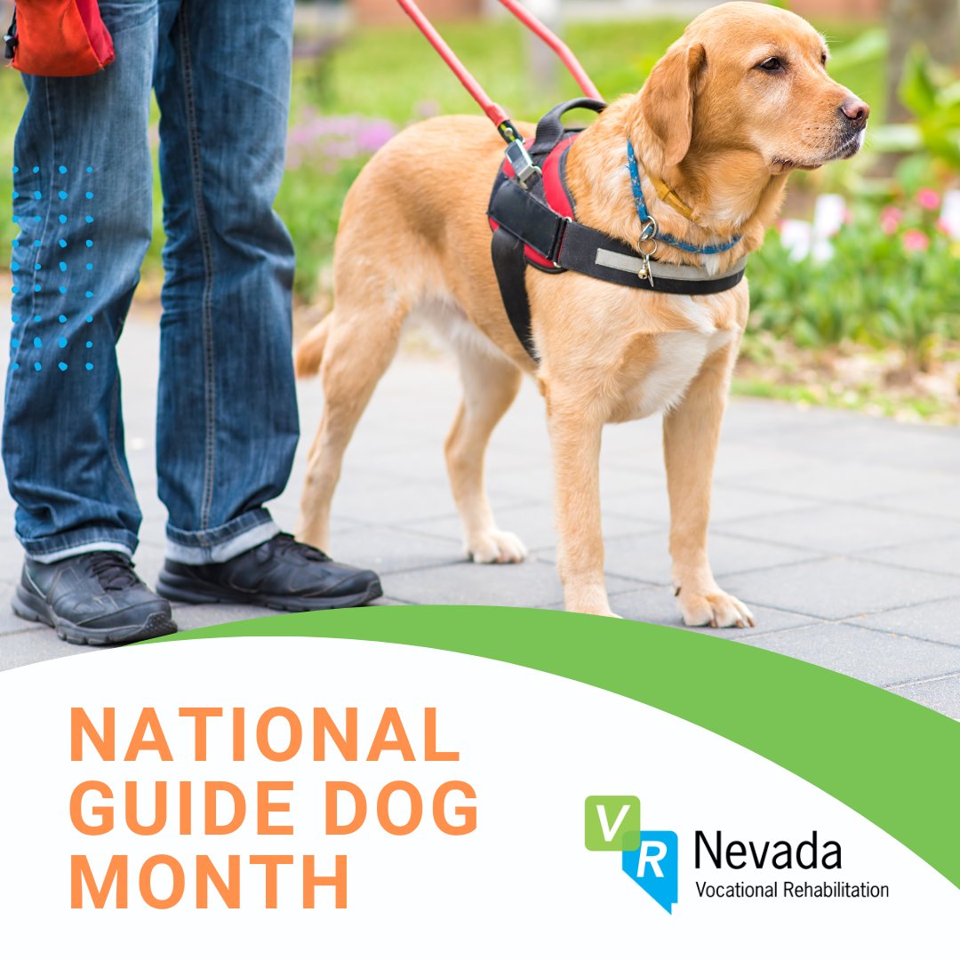 🐾 September is National Guide Dog Month! 🐾
Guide dogs change lives every day by helping people who are blind or visually impaired live with greater independence, safety, and confidence.
This month, we celebrate the incredible partnerships between guide dogs and their handlers.