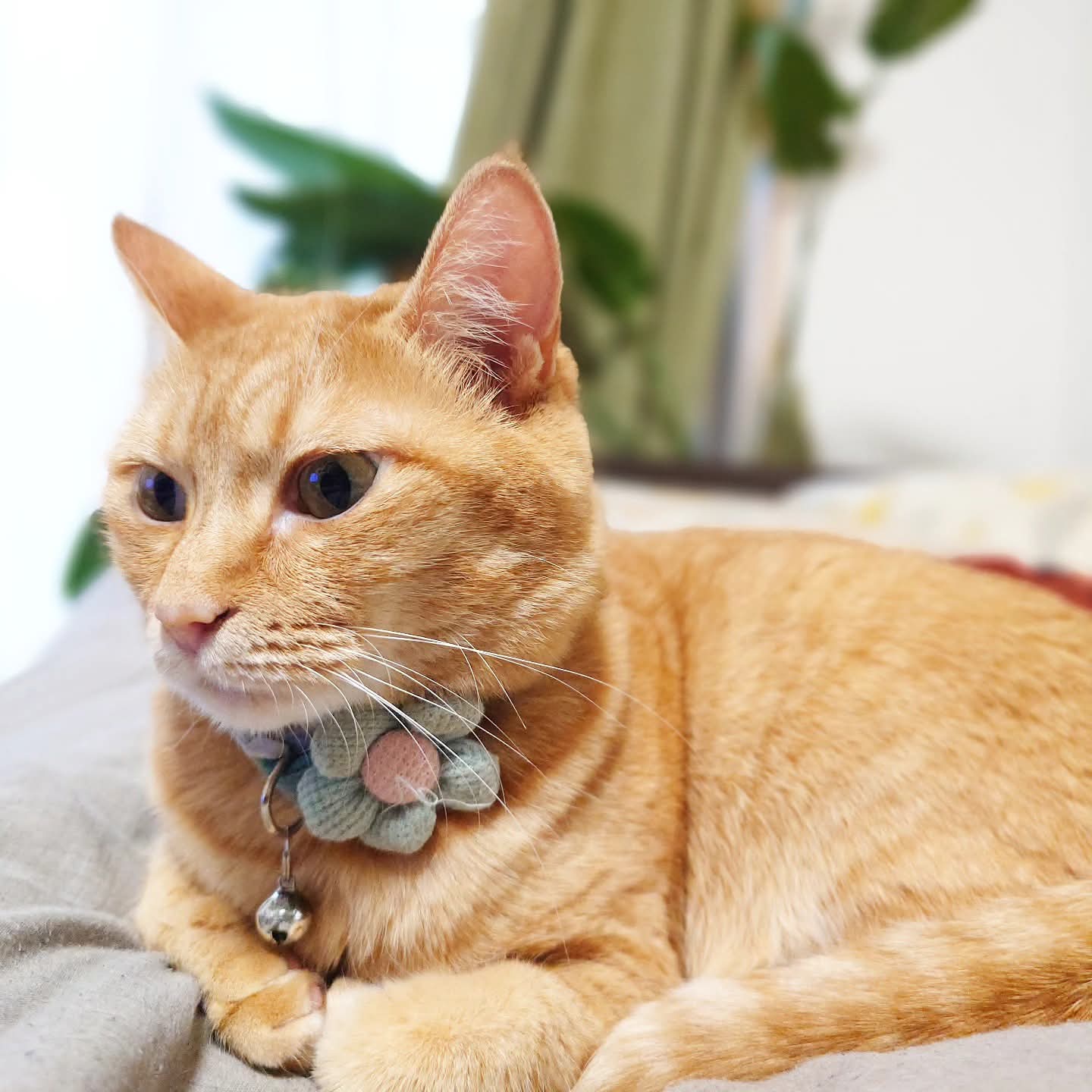 猫が好き NK-33 ねこと生活 2026年カレンダー SNSで人気の「みかんと