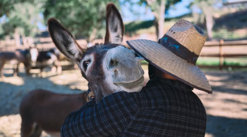 BrandSource member Mark Pardini of Pardini Appliance is proving that giving back can take many forms — even helping rescue donkeys in need. Read more ⬇️

yoursourcenews.com/2025/09/burro-…

🔔 Follow YSN 👉 @yoursourcenews

#YourSourceNews #YSN #ItsAboutTheMembers #FurnitureBuyingGroup
