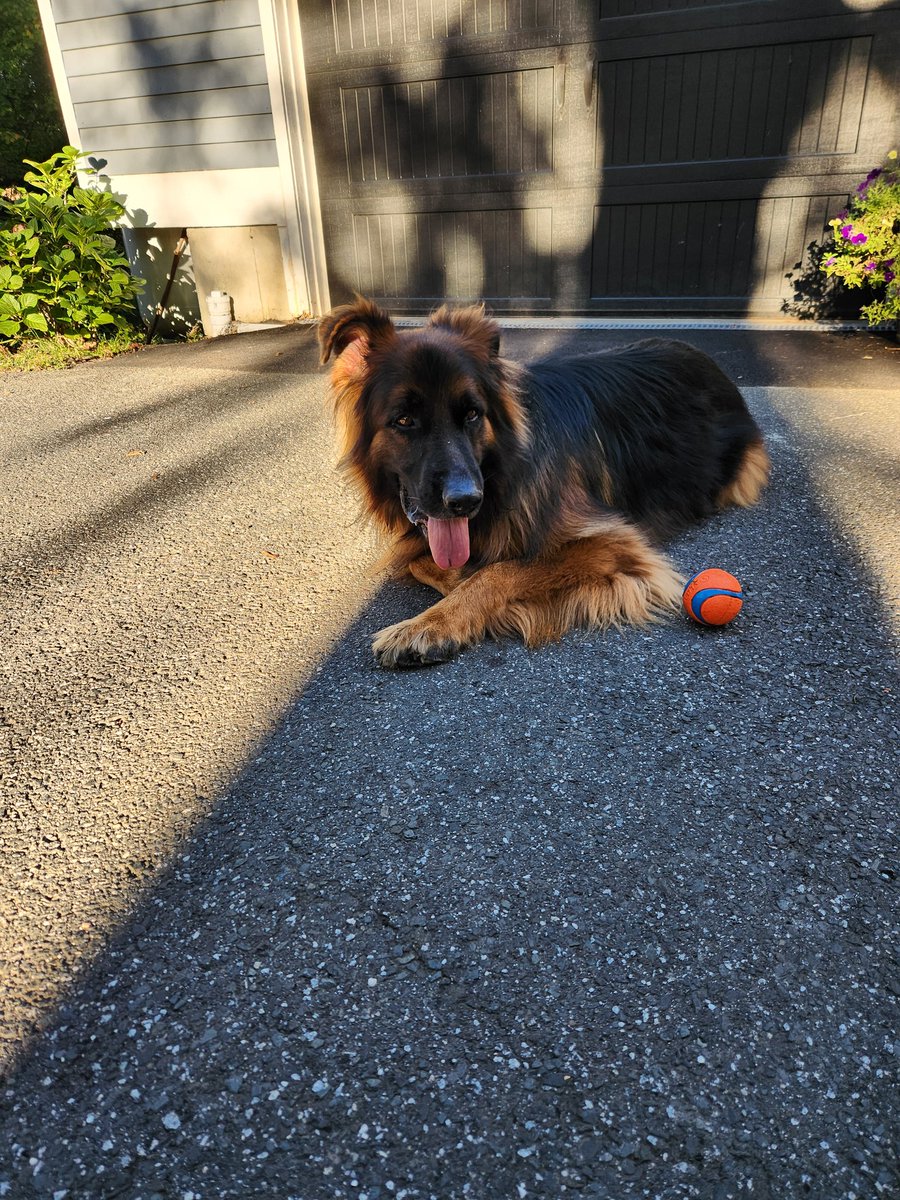 Wheel Dog did outstanding driving to and from South Carolina,  WAY better than the kids ever did. He is glad he is home, though. Squirrels have been put on notice.