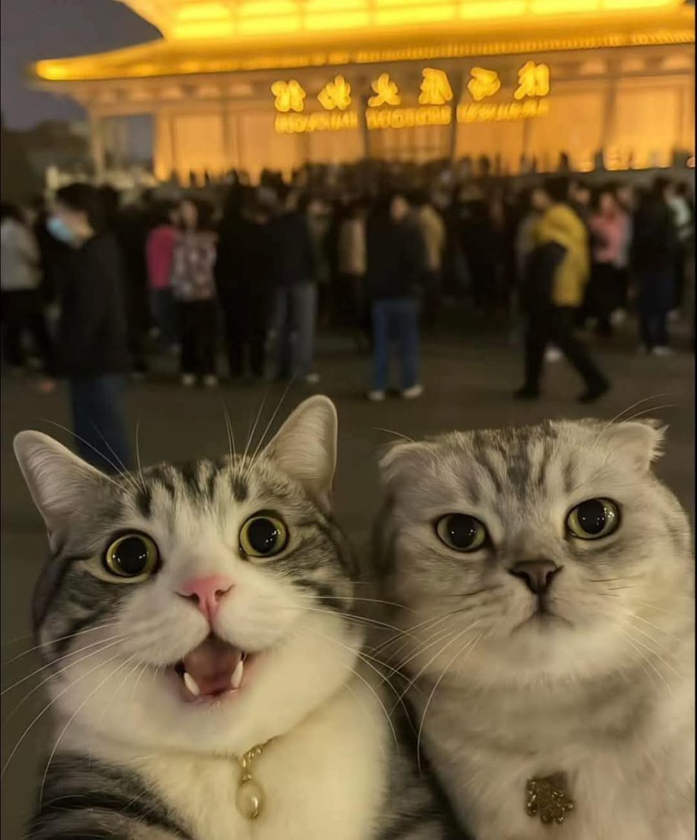 Feli