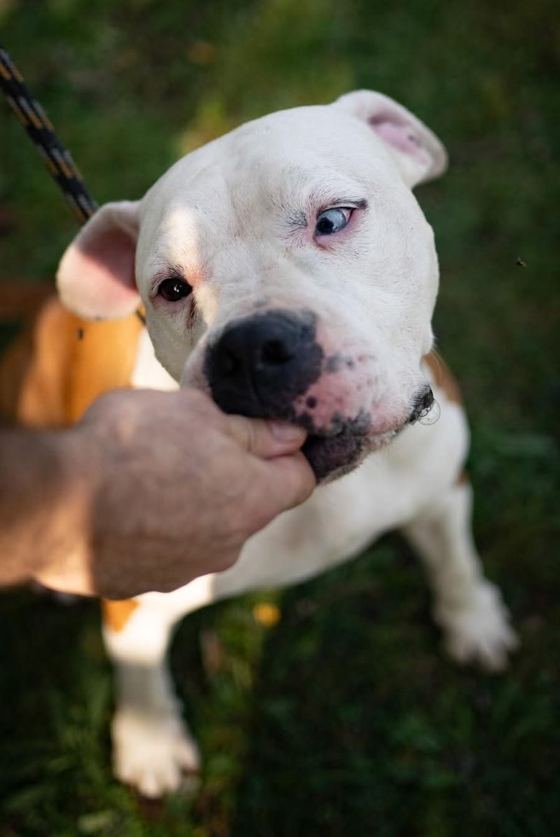 Milla è ancora senza famiglia!Splendida American Staffordshire dagli occhi  magnetici😍i primi anni di vita li ha trascorsi in mano a chi l'ha sfruttata a fare cuccioli e💰 poi finita in box Milla è una brava canina,è bella da morire😍pr di Rovigo sana sterlizzat22kg. 3475295731
