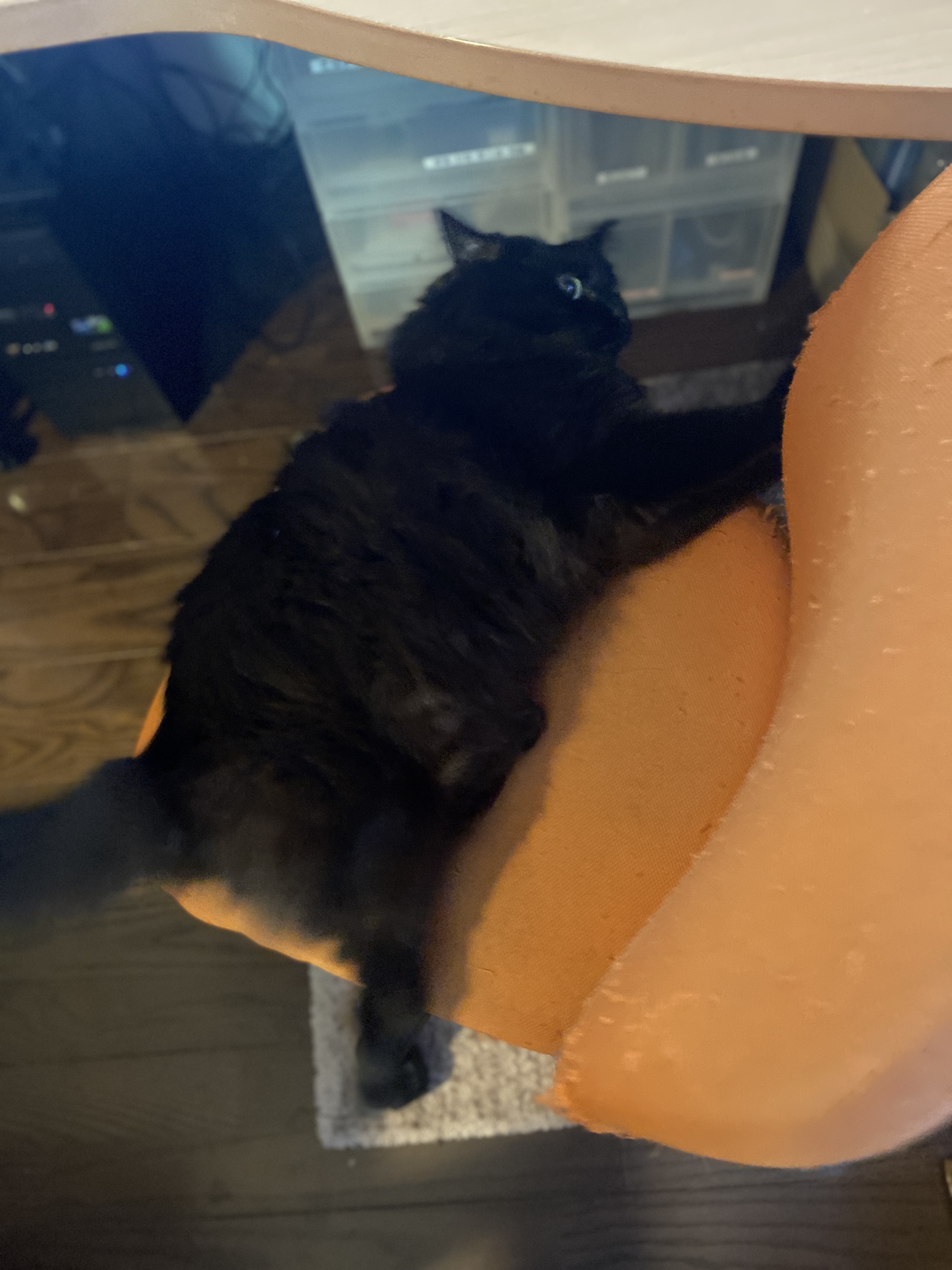 黒猫 黒猫 on X: 