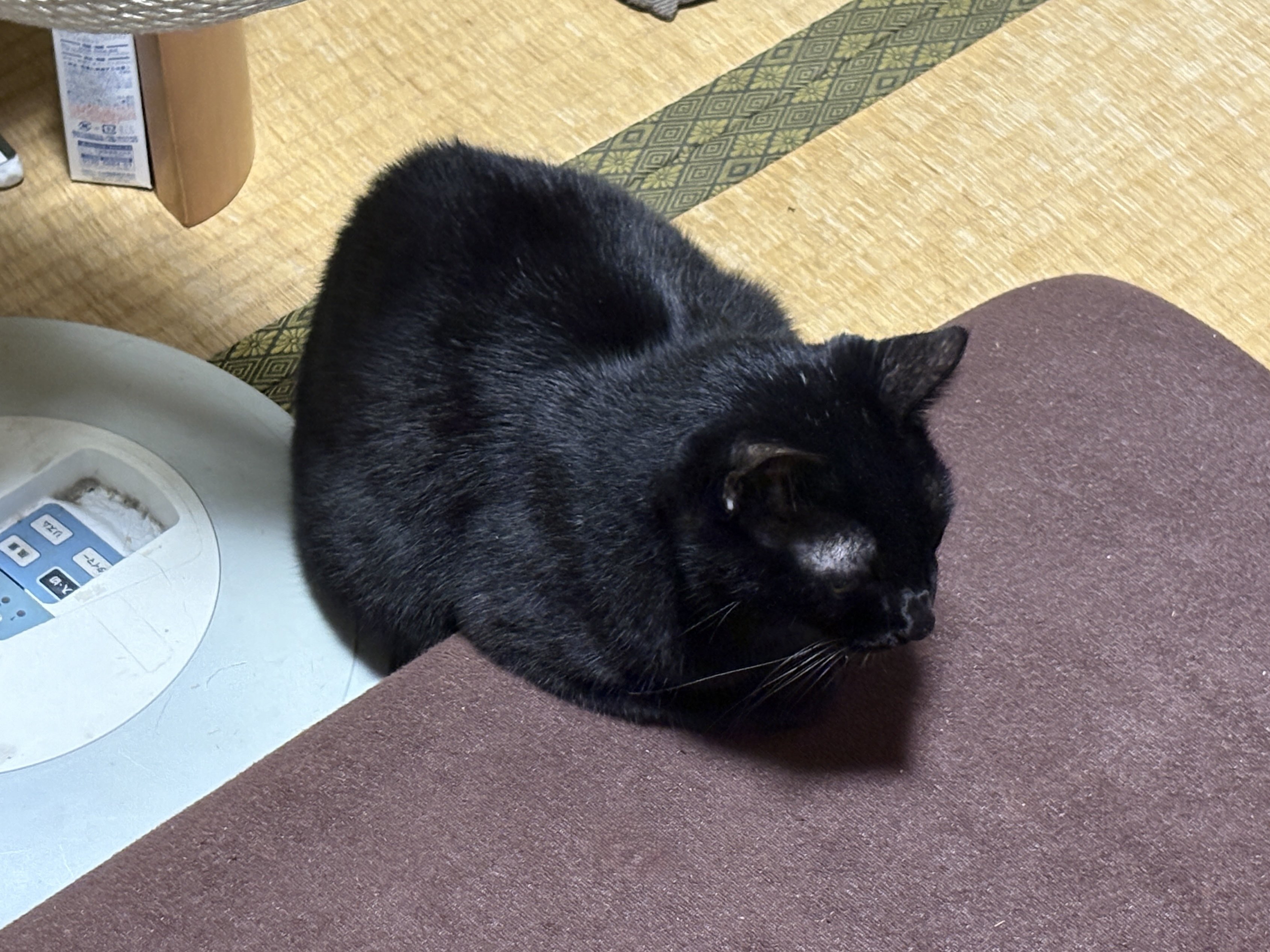 黒猫 黒猫トニー on X: 