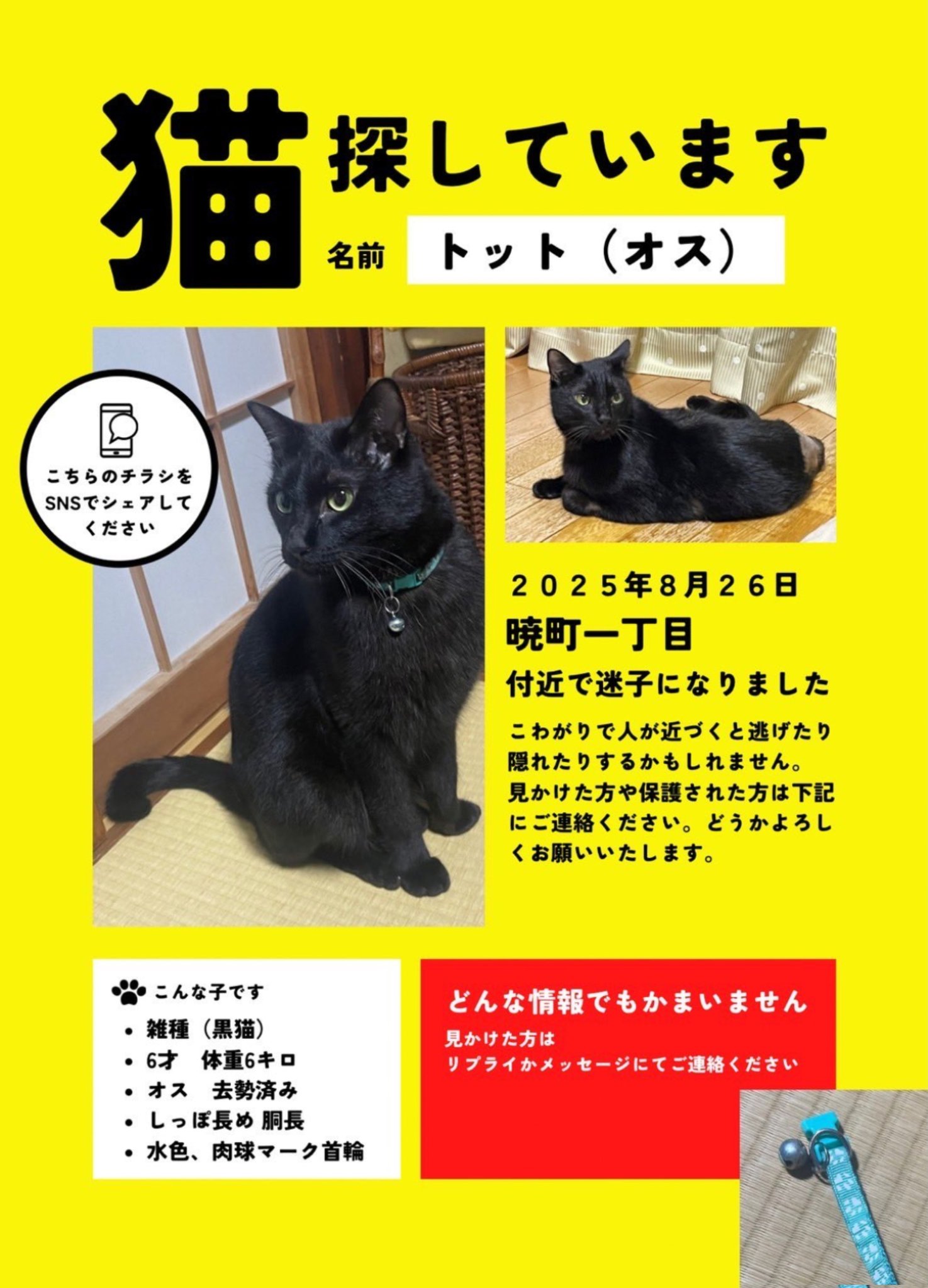黒猫 桜🌸佐和子 on X: 