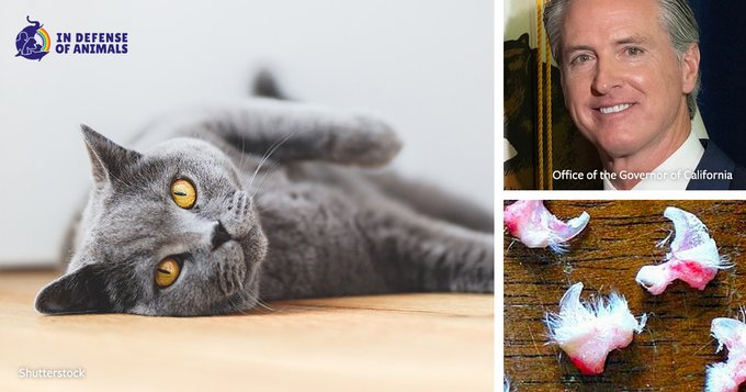 marillion13's tweet photo. For me as German #SharingIsCaring, #CallForAction to all my Californian online friends:
California Residents: Urge Gov. Newsom to Sign the Declawing Ban, please sign/share.
#PawsNeedClaws
https://t.co/CExPFR86py
@IDAUSA https://t.co/f6aWLB8U07