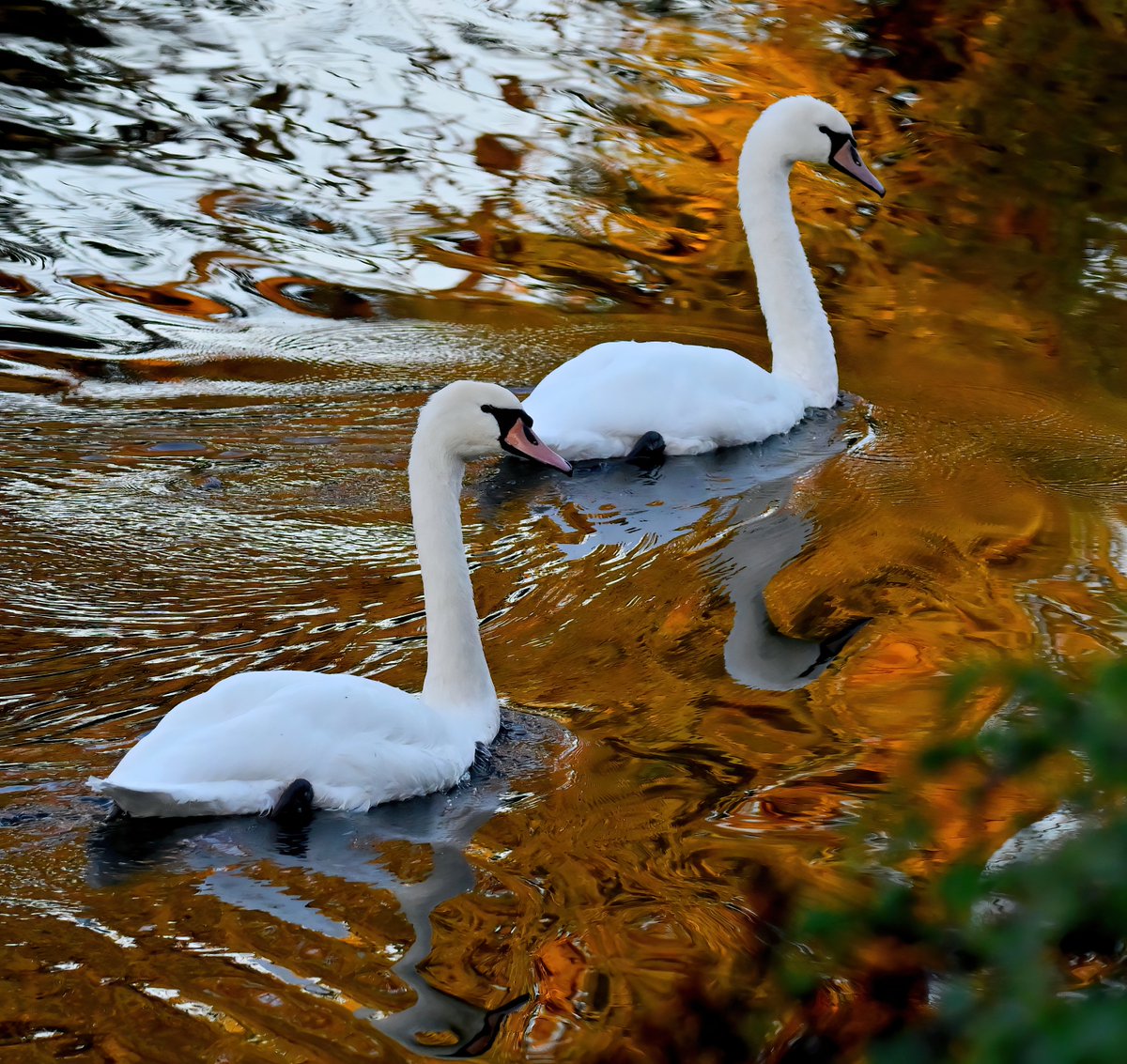 Autumn Mute Swans. 😍
 Taken this week at Kings Sedgemoor Drain in Somerset. 😊🐦