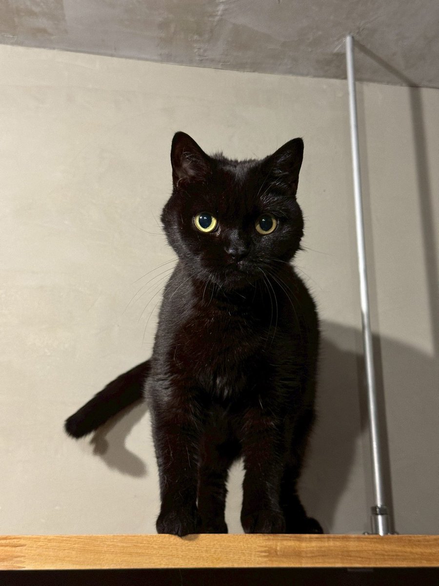 黒猫 Yahoo!オークション - saf 猫 黒猫 和猫 猫の日 ワイルド 羊毛
