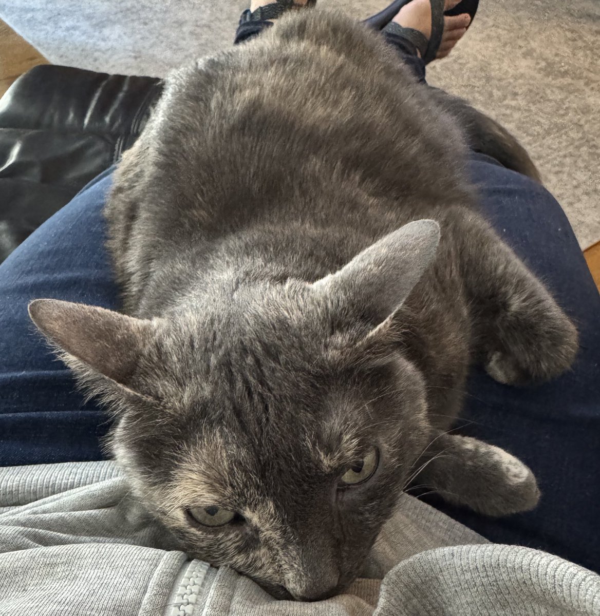 Izzy: can we have good wishes for Boots the pup? She was seen at the vet today for hives all over her back. She’s allergic to something and she’s feeling sick.
#Cats #CatsOfTwitter #CatsOnTwitter #CatsOnX #CatsOfX #CatsOnInstagram #CatsOfInstagram
