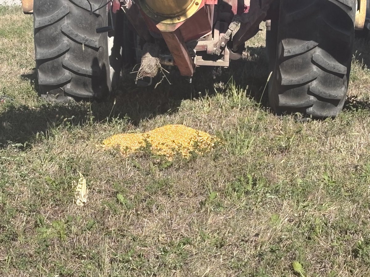 g__strube's tweet photo. And then I realize the reality is it’s about $1.25 worth of corn 😳🌽 https://t.co/X32Yl8Gc4M
