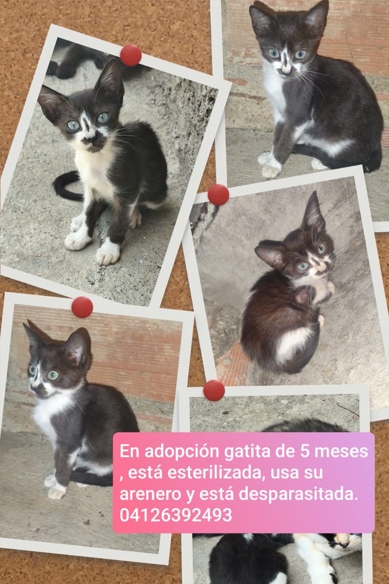 Adopta. Salva una vida. Cambia un destino.