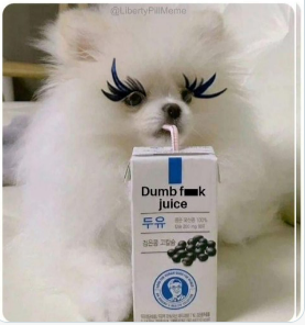 cma_olivia's tweet photo. When life gets tough, just sip your daily dose of dumb juice 🐶🥤😂 https://t.co/oh8hPgMXQh