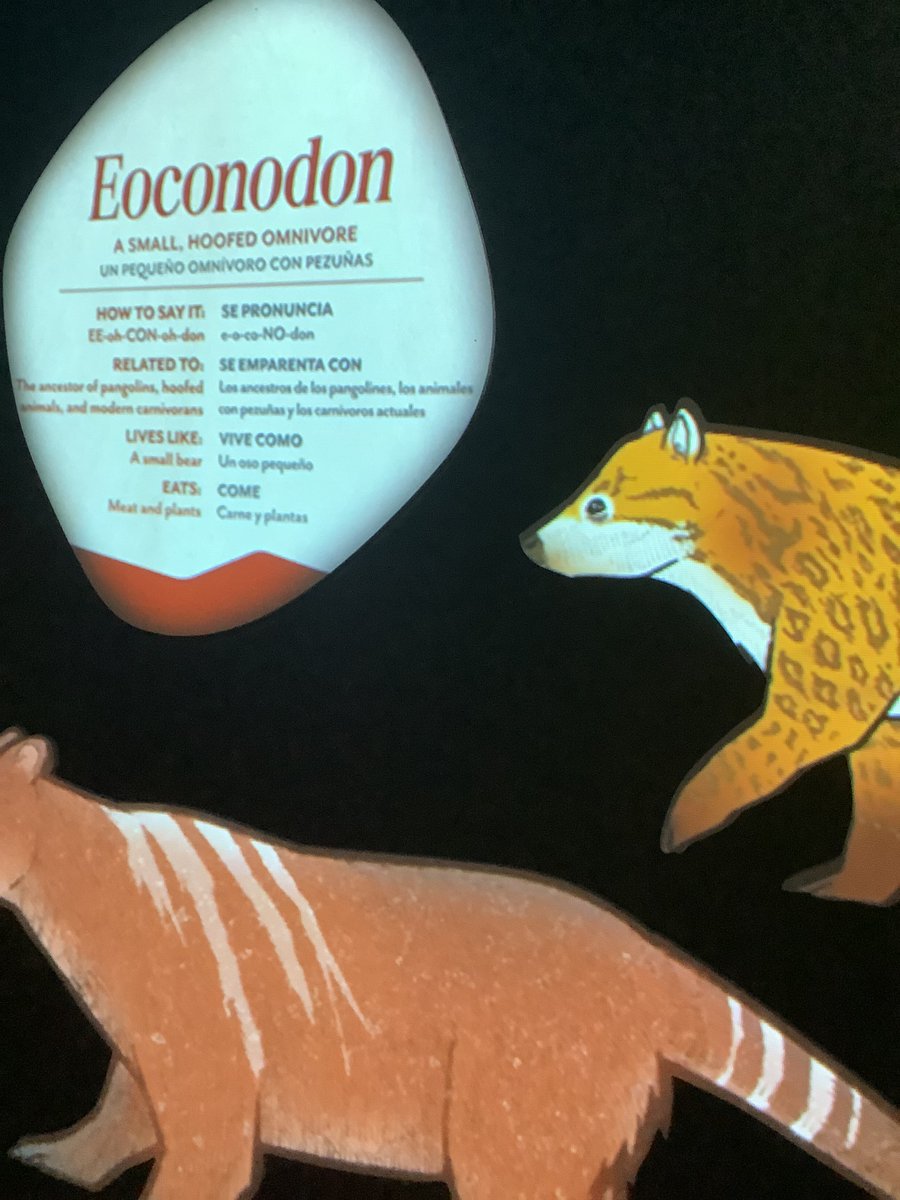 charringau61924's tweet image. #Eoconodon is an extinct genus of triisodontid mesonychian that existed during the early Paleocene of North America.[1] Characteristics of the genus include massive jaws, blunt builds, and strong canine teeth.[2]