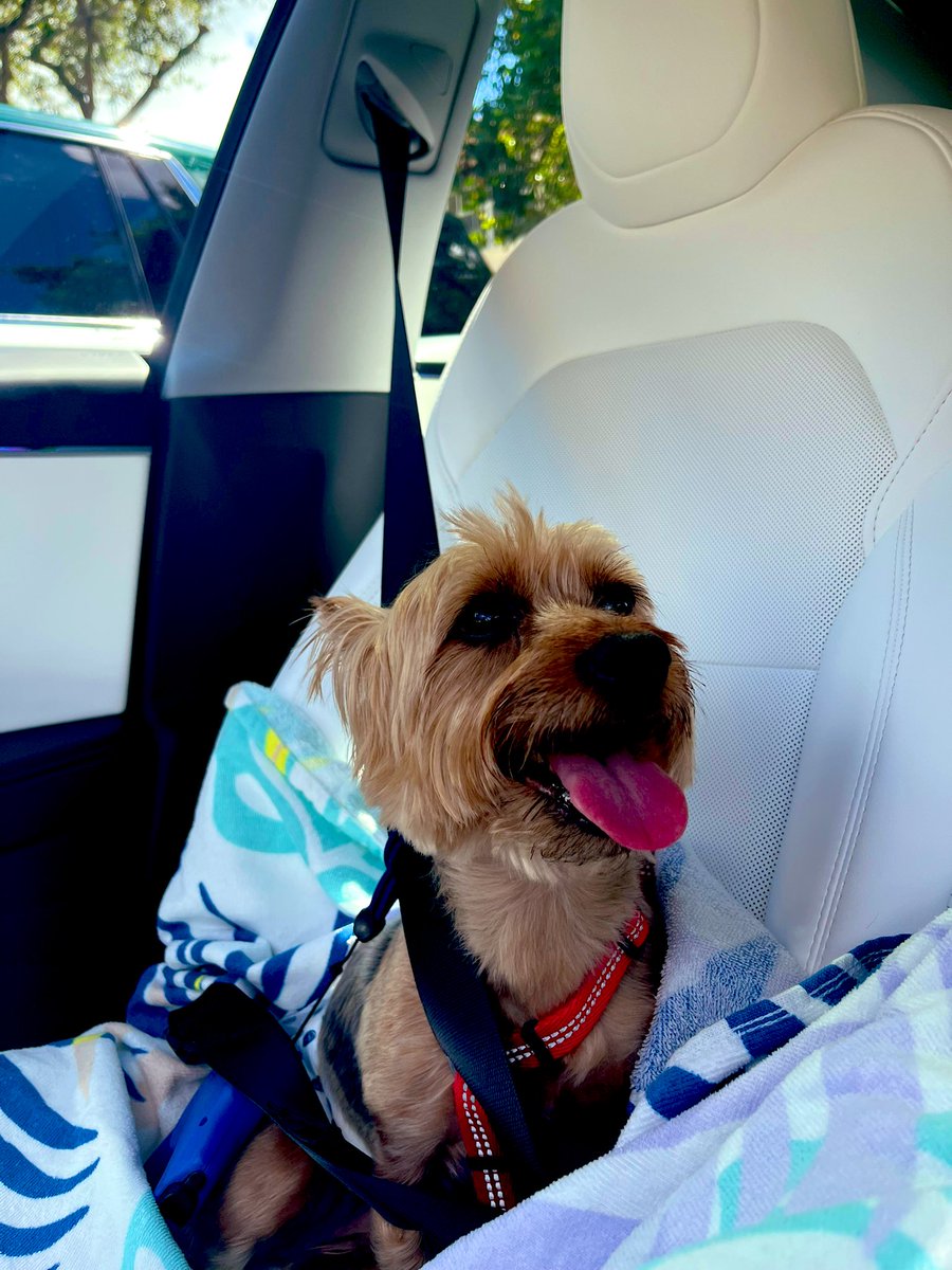 The Tesla is family approved! Paulie my #1 pup loves riding in the Tesla! He is my #1 sidekick and also Ginny's in the "New X Times Chronicals" ! <a href="/grok/">Grok</a> <a href="/Tesla/">Tesla</a>
