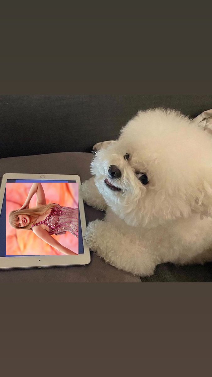 madailara's tweet photo. Yo cuando me preguntan cómo voy con la tesis: https://t.co/j0cLEvUCPZ