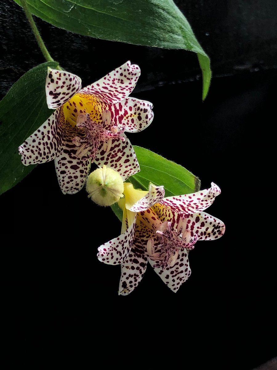 箱根湿生花園 on X