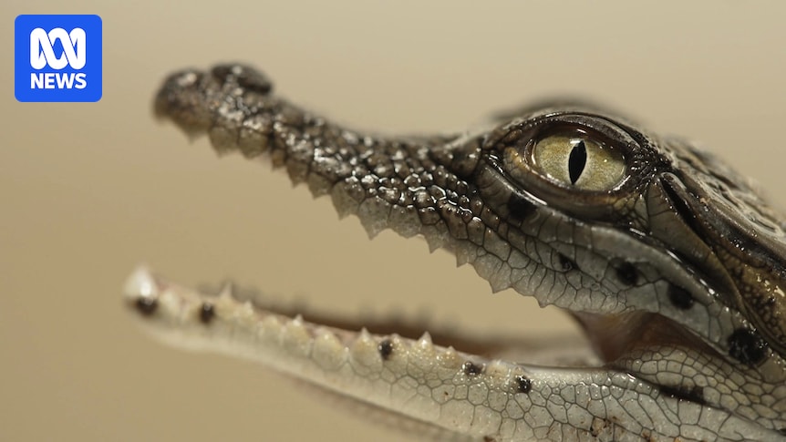 HumanisingMen's tweet image. The $151 million luxury industry working on outdated regulations abc.net.au/news/2025-09-2… #crocodile #crocodileindustry #codeofpractice