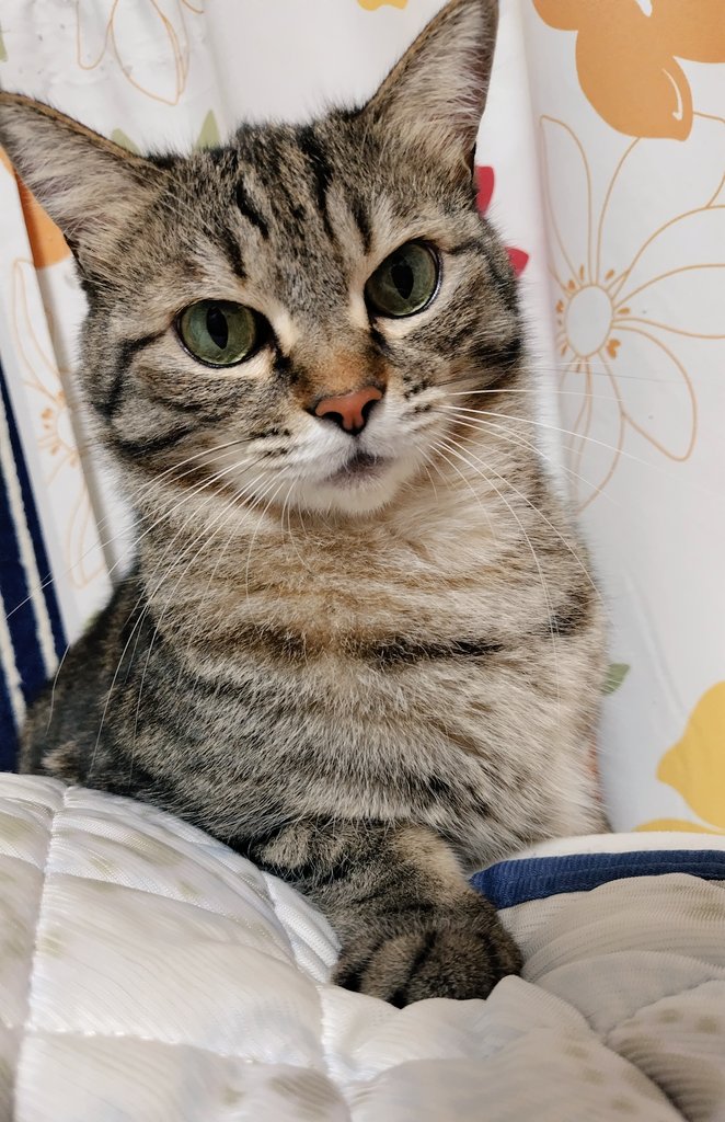 ゴロー🐾 (@cat_56chan) / X