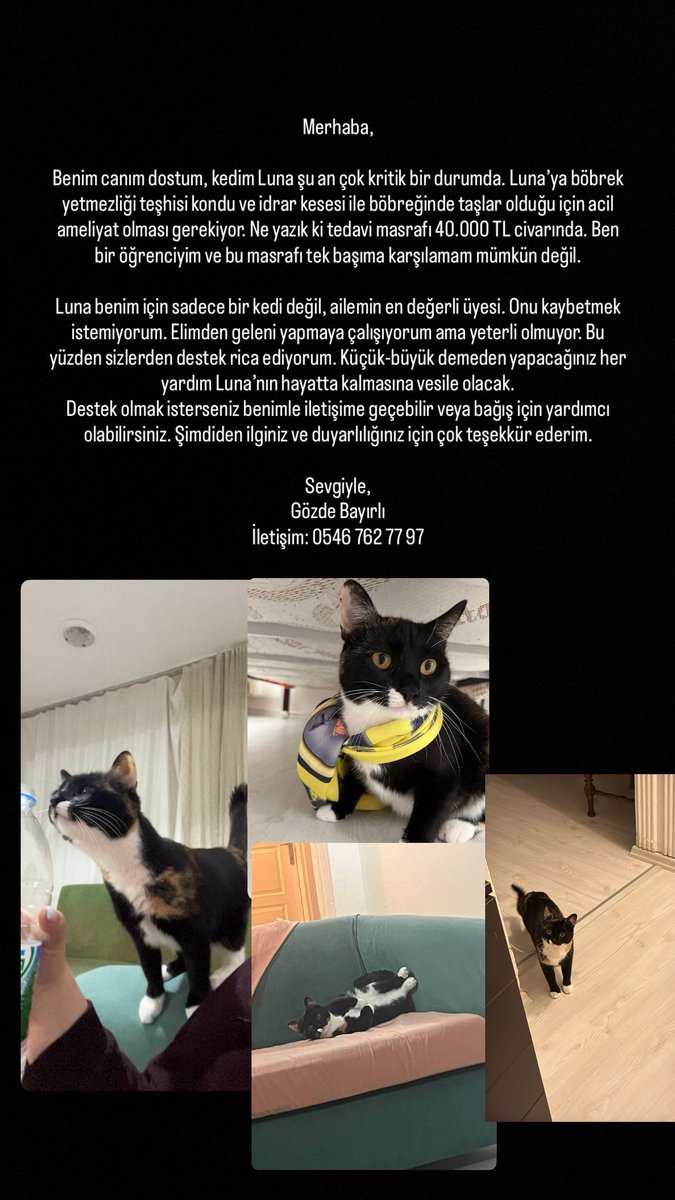 babyloviitaa's tweet photo. Ben buraya daha önce kedimle ilgili birkaç şey yazmıştım belki hatırlayanınız vardır. Maalesef işler yolunda gitmedi ve çok daha ağır bir durumda olduğunu öğrendim. Onu kaybetmek istemiyorum ve çok çaresizim. Bütün kanıtları ve süreci sizinle paylaşacağım. Tek istediğim yaşaması. https://t.co/wy9pj3XMio