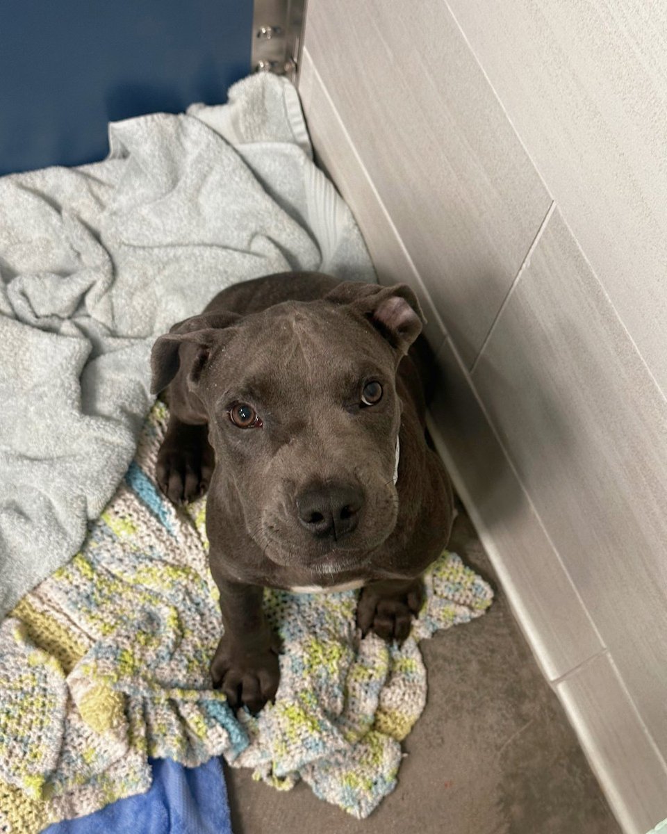 Arizona Humane Society tweet media