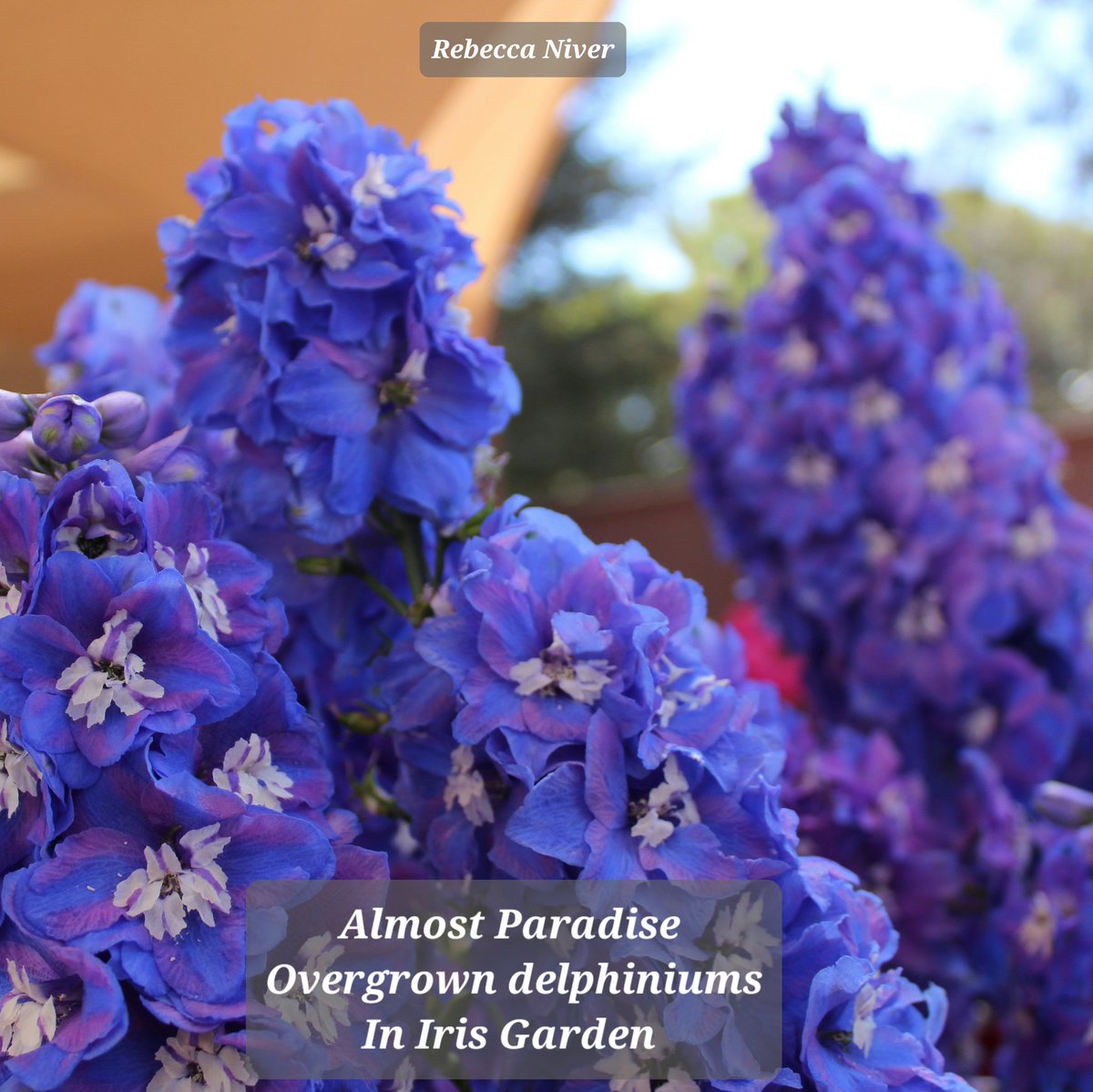 Morgan_R_R_Haze's tweet image. #BlueSkyRelay #VssDaily #Firewords #HaikuChallenge #FairyTalePoets   
Almost Paradise 
Overgrown delphiniums
In Iris Garden 
Rebecca Niver unsplash.com 
@fairytalepoets