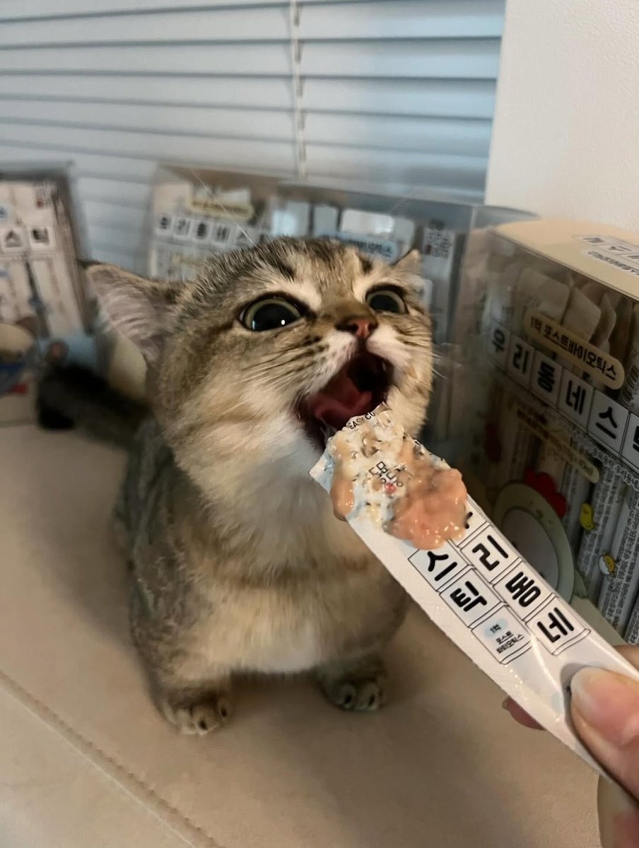 Treats > Everything else😋