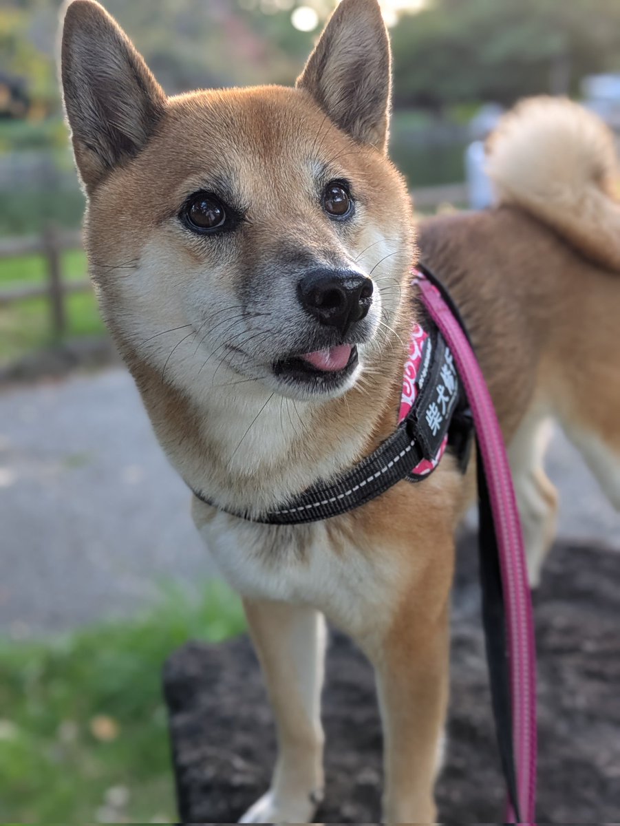 柴犬メイ on X: 