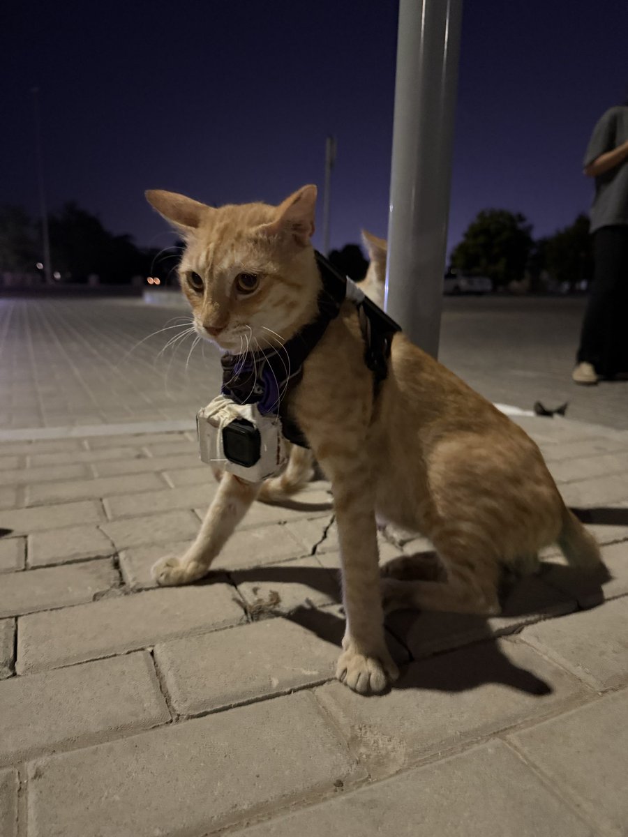 GoPro Cat tweet media