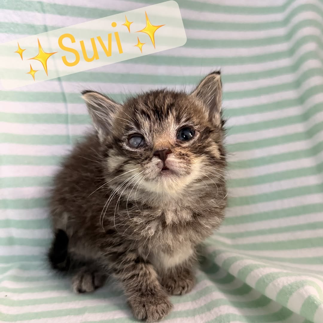 Suvi : Finnish orgin, meaning Summer 😎🍉
Unsure if she will have any vision in her right eye.

💖 Want to help?
🐾 Follow us and ❤️ our posts

💕We are always grateful for supplies and donations 💕