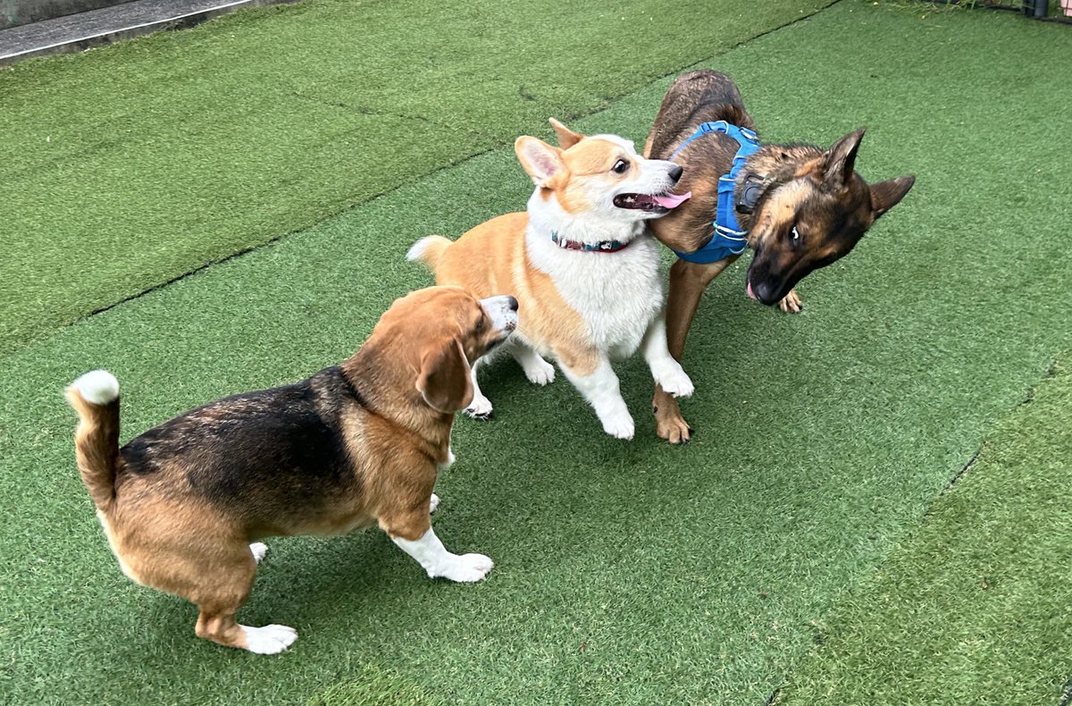 桃たろー🍑小平コギ tweet media