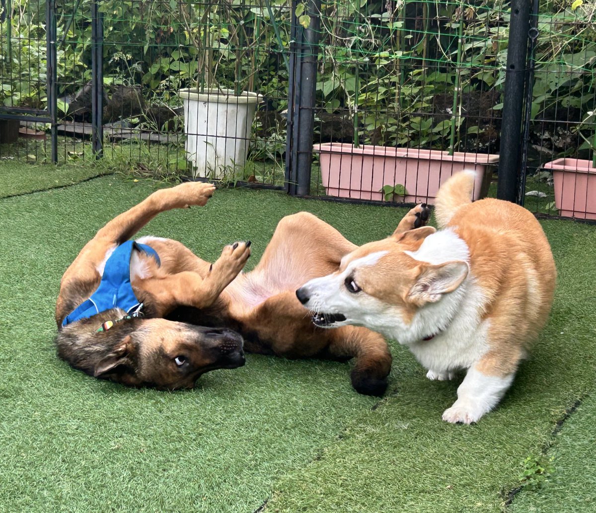 桃たろー🍑小平コギ tweet media