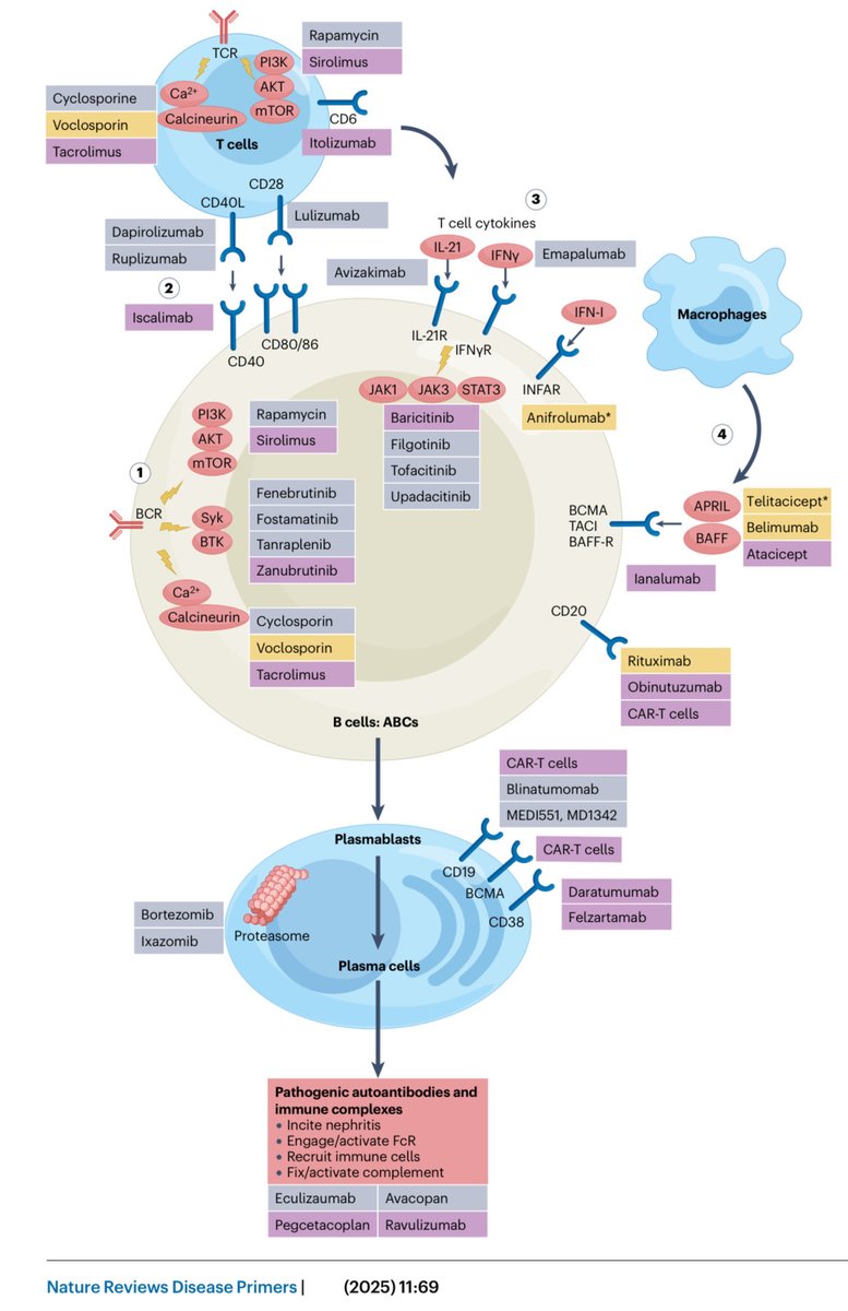 La nefritis lúpica es la manifestación severa más común, afecta 25-60% en aquellos con lupus,↑8 veces el riesgo de morir.

Pero hoy, con los tratamientos “multitarget”se alcanza remisión completa en ~45% de los casos a 2-3 años

Nat Rev Dis Primers 2025
doi.org/10.1038/s41572…
