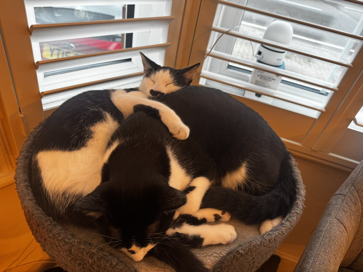 PhilpyM's tweet photo. @Catsillyness https://t.co/fGunvpu2mK