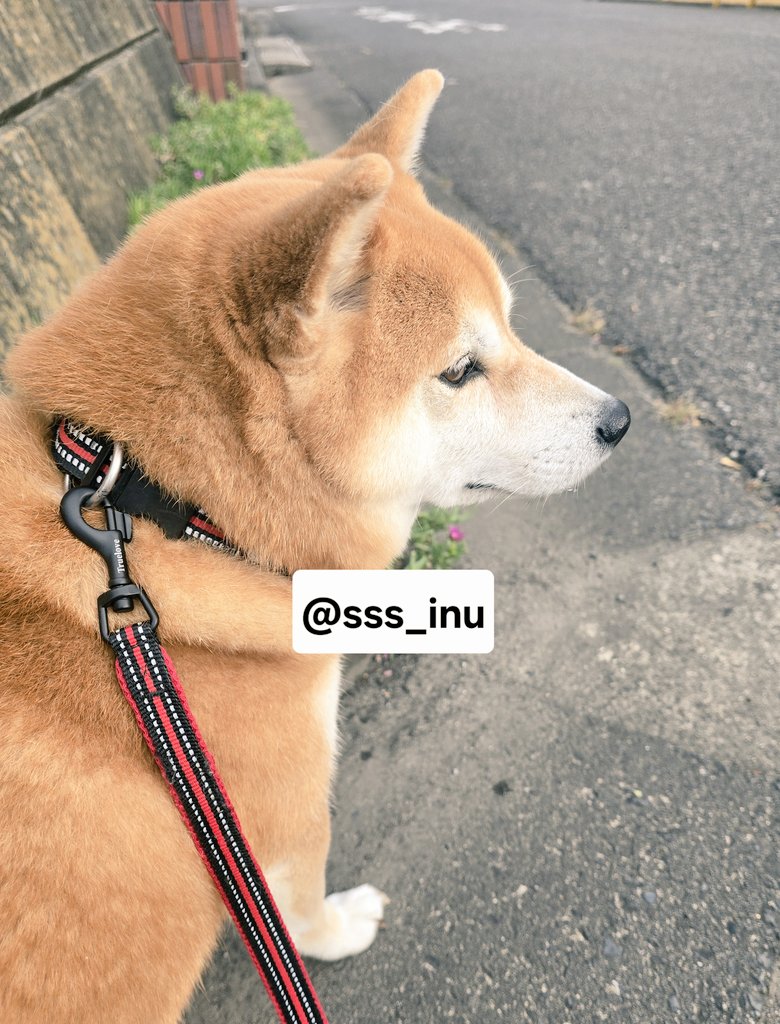 犬様U・x・U vvc0144-1size.jpg