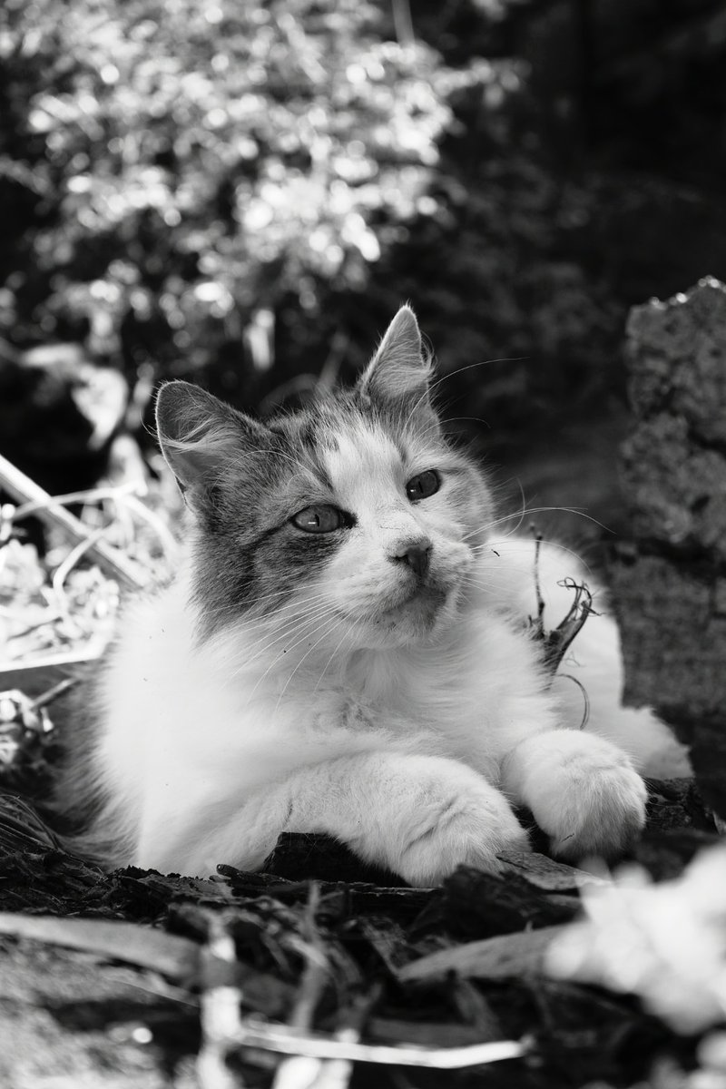 Tj_Toro9's tweet image. Buen viaje al puente del arcoiris mi querida Frida 🌈🌹🕊.

Gracias por estos 13 años de amor y compañía.

¡Nunca te Olvidaré! 😭❤🐱.

#Frida.