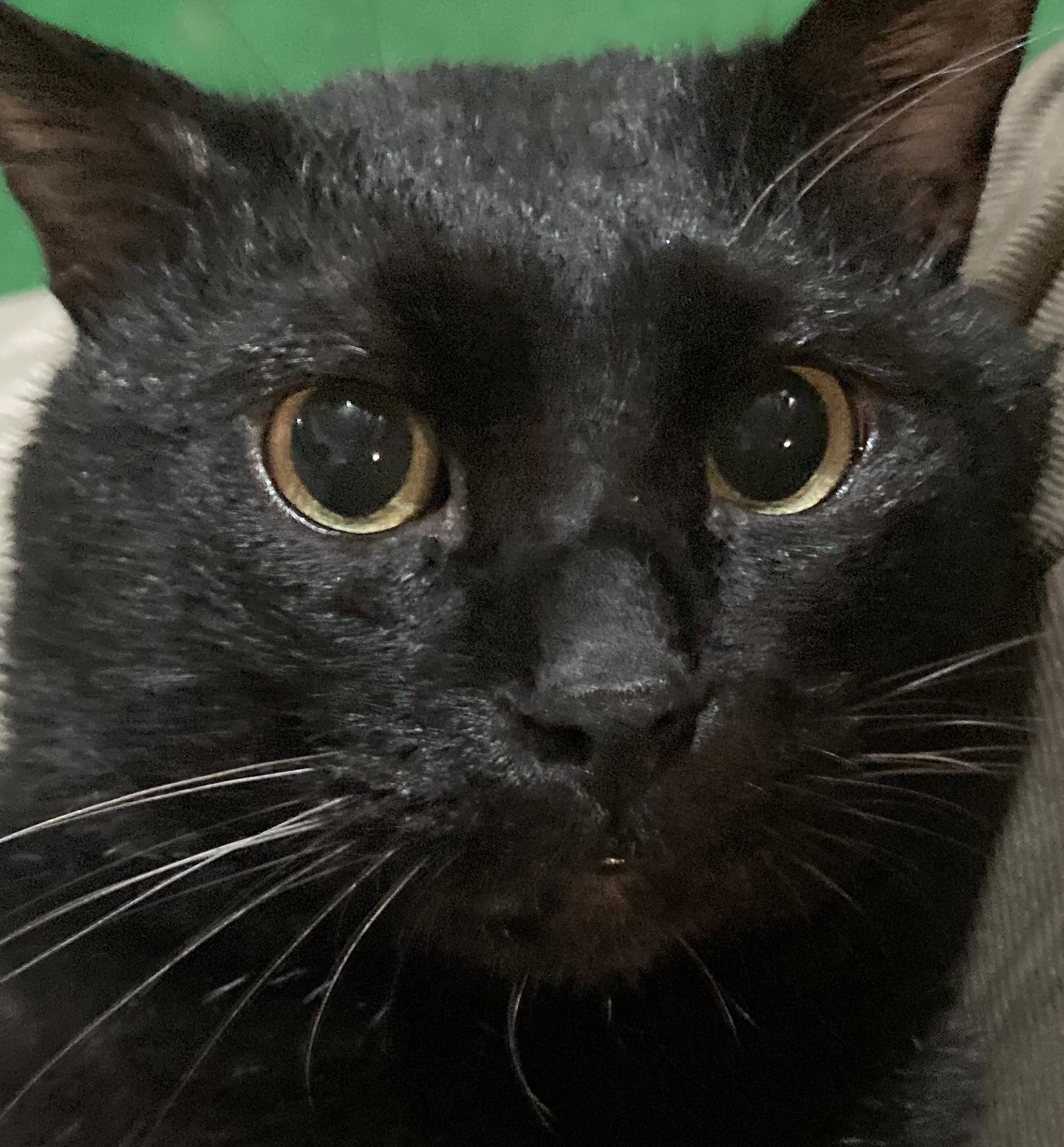 黒猫 2 じゅうはんちゃん、靴下に穴が🧦 …って、全身タイツでしたね