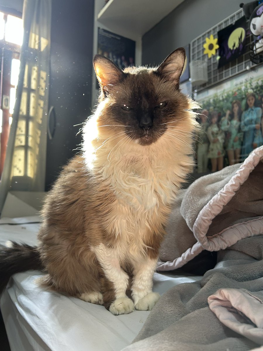 hoje eh aniversário da minha gata deem parabéns pra aninha !!!! 🎉🎉🎉🎉