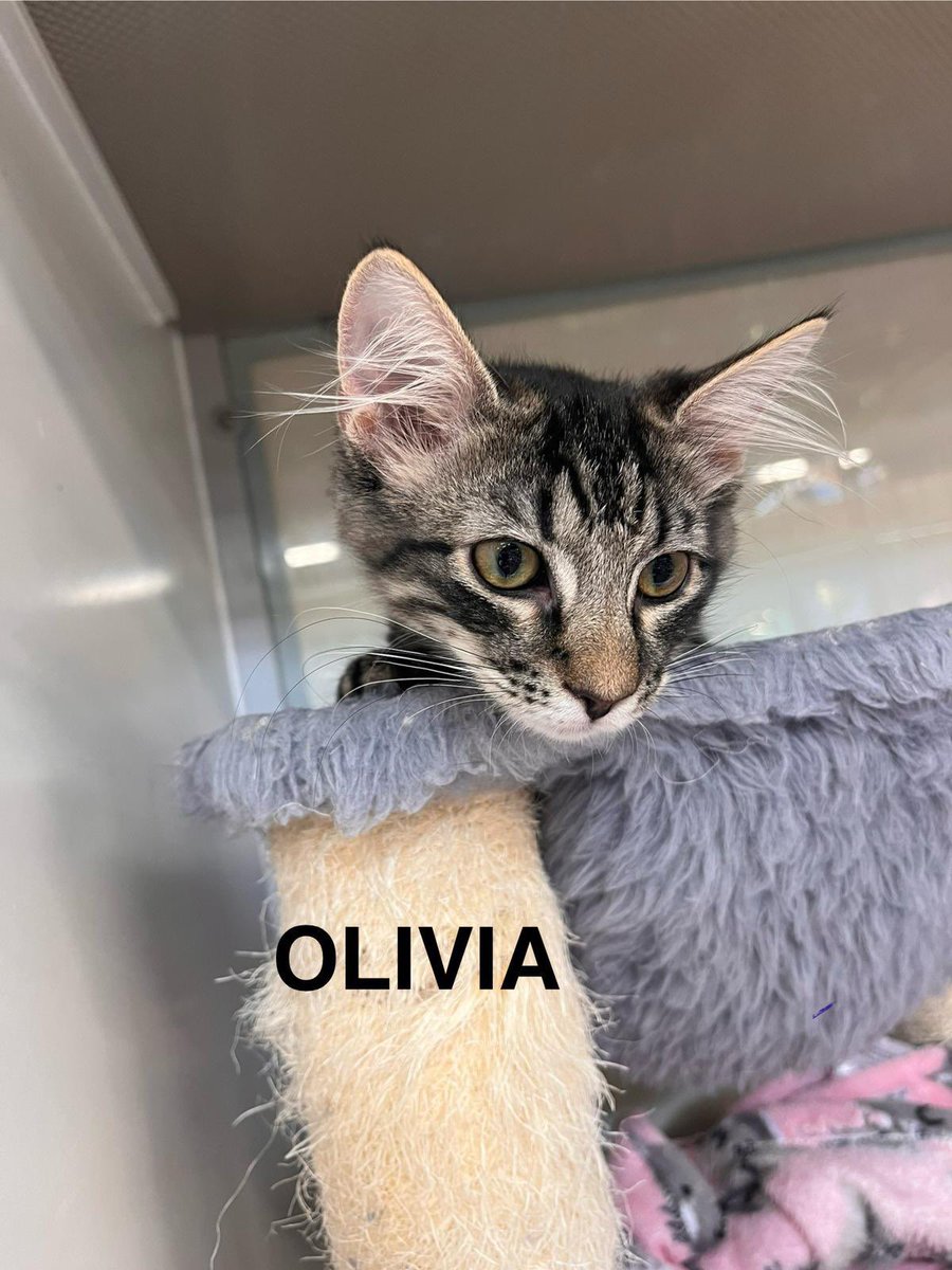 Meet Olivia!

If she’s lucky enough to join your family you’ll be greeted with unending snuggles and purrs!

You can see the Maine Coon part of her with those adorable ear tufts!

At just twelve weeks old, she’ll be sure to steal your heart

📍PetSuppliesPlus - Wall, NJ

#adoptme