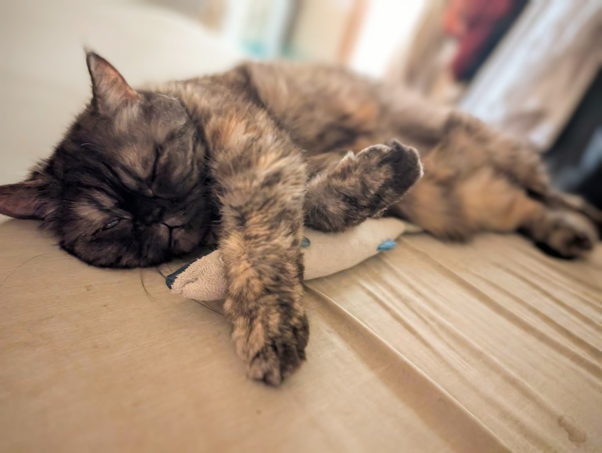 サルヴァトーレ(トト)=田中 (@arty_sax) on Twitter photo おはようございます🍀
昨日は約束通り、帰ってきてからマオマオさんと沢山遊んだので今朝は満足げにこの表情ですた😺
いつまでも元気でいてくれますように🙏
てな訳で今日も半ドンでお仕事したら午後はカルテットと個人レッスンの豪華2本立て💡
来月の本番に向けて頑張ります🙌
本日もゆるよろ❗😆 おはようございます🍀
昨日は約束通り、帰ってきてからマオマオさんと沢山遊んだので今朝は満足げにこの表情ですた😺
いつまでも元気でいてくれますように🙏
てな訳で今日も半ドンでお仕事したら午後はカルテットと個人レッスンの豪華2本立て💡
来月の本番に向けて頑張ります🙌
本日もゆるよろ❗😆