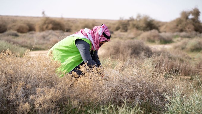 نثر 80 طناً من البذور لإحياء المراعي في 33 موقعاً. المملكة تقود المعركة ضد التصحر.. حصر 550 موقعاً للأشجار المعمّرة. للاطلاع على 