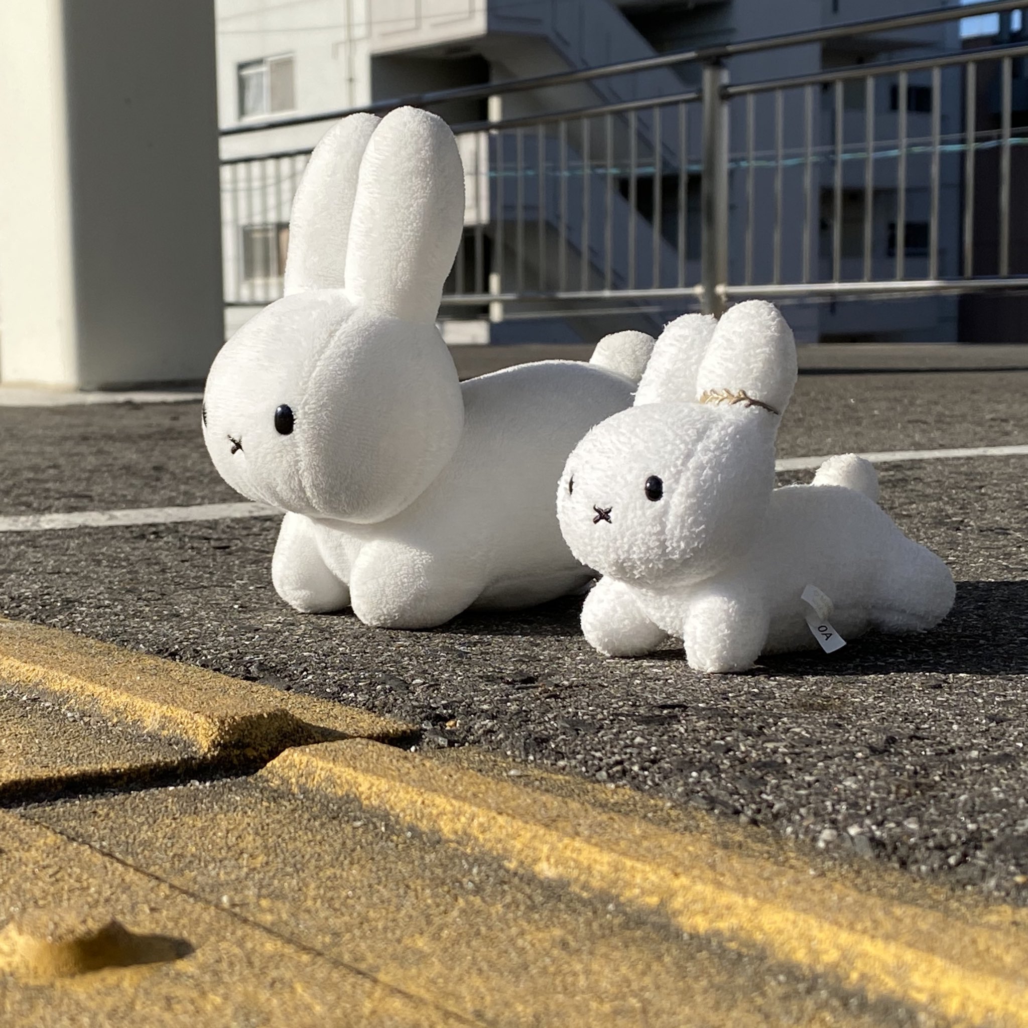 【野うさぎ♡】 野生のうさぎ on X: 