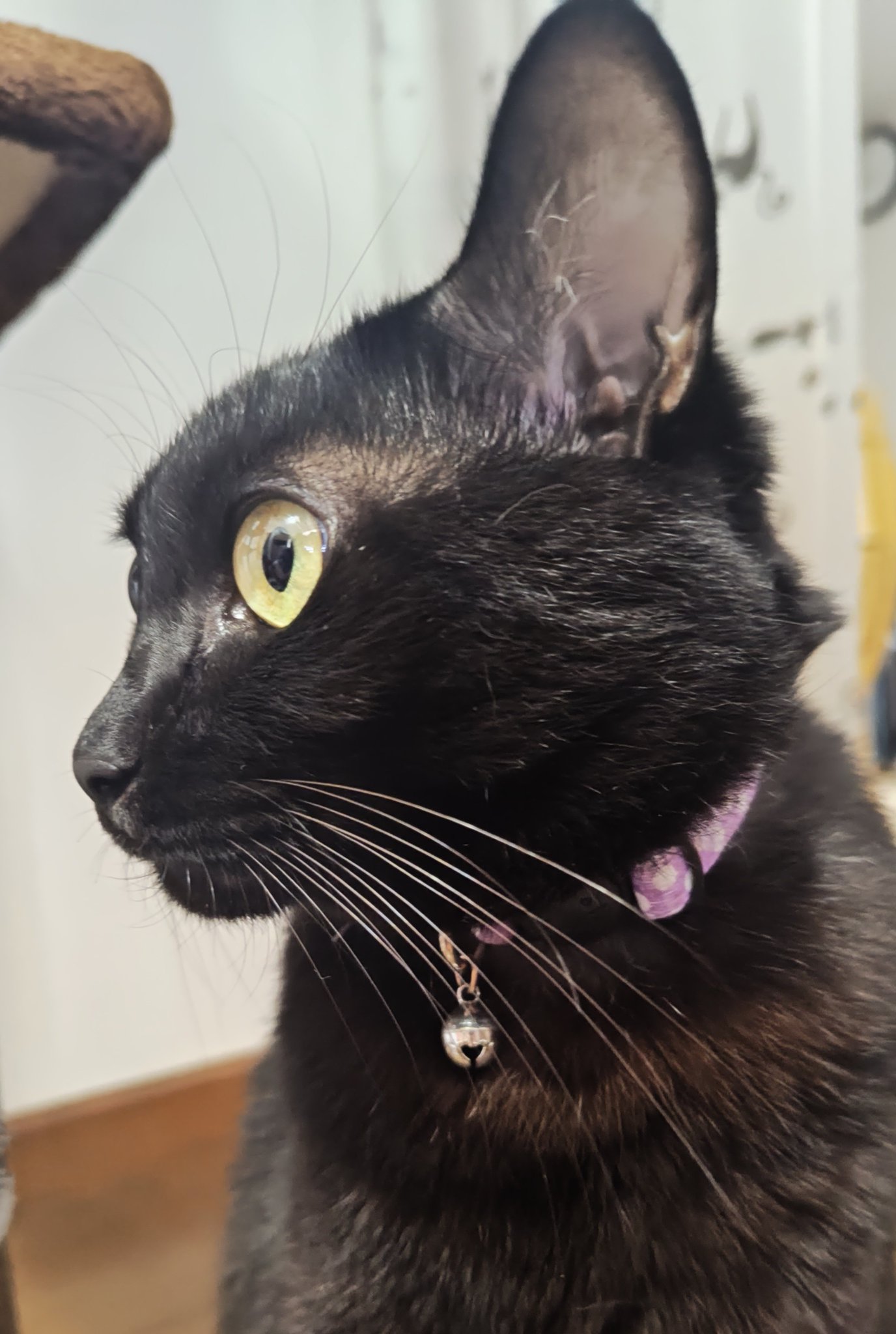 黒猫 黒猫@タカシ on X: 