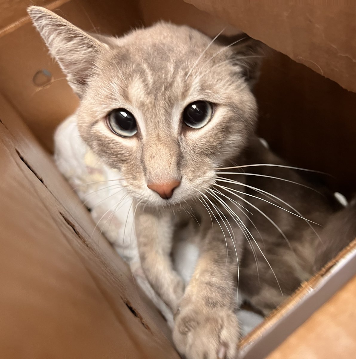 INJURED - Client arrived on 09/25 with an stray Orion possible injured. The client stated she was visiting her cousin in the morning, when she was walking down the stairs to leave the building, she noticed the cat walking around around on the third floor.
facebook.com/photo?fbid=123…