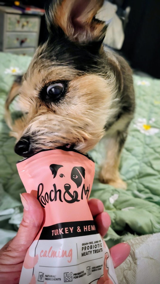 RedRoses4's tweet image. #Tryit #dog #pooch #yummy @Tryit