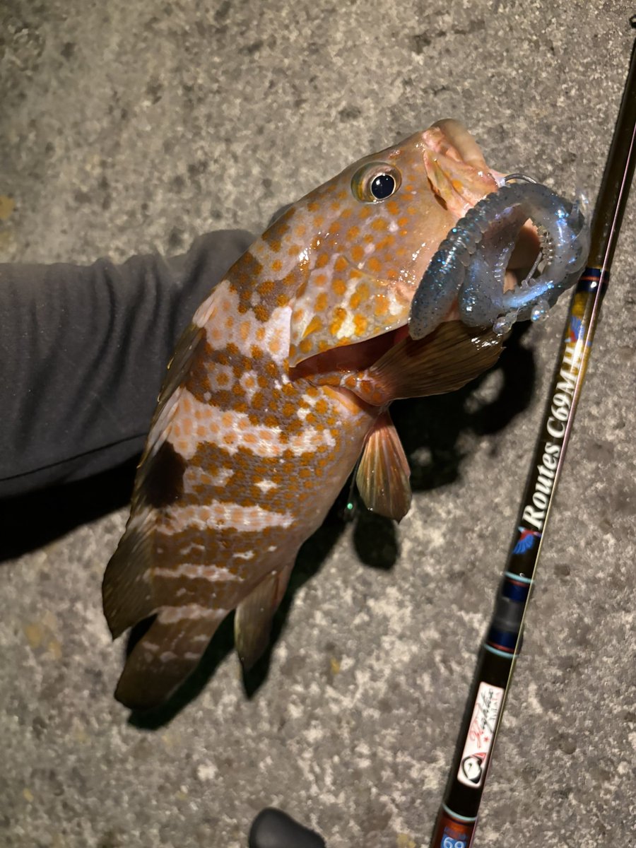 namatamanama's tweet image. 深夜徘徊してキジハタ釣ったりアジ狙ってみたり 🥱　
　
#根魚通信 
#grouper 
#rockfish 
#tulalajp 
#RoutesC69MH 
#RoutesS56UL