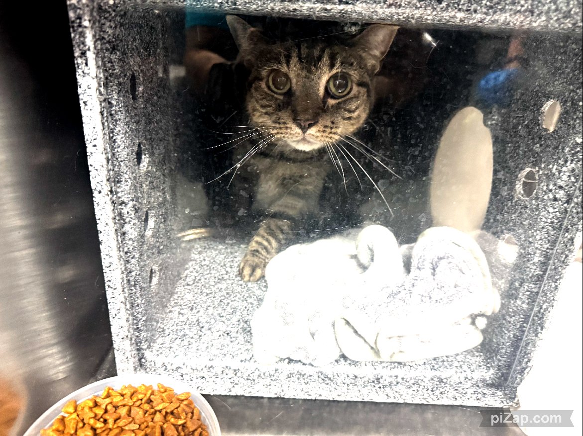 SENIOR ALERT! MOTHER AND DAUGHTER DUO.
The client stated her, her mom and the other neighbors has been taking care of these two cats for the last couple of years who are indoor/outdoor. Click link for full story. 
facebook.com/photo/?fbid=12…