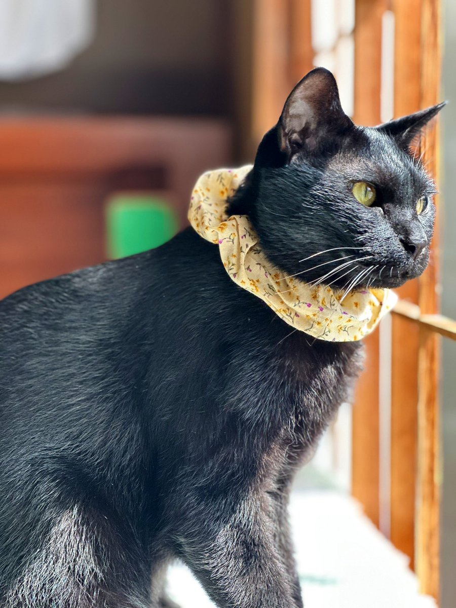 コブたぬキツねこ 20941cf8301b8f377c047166b1168f